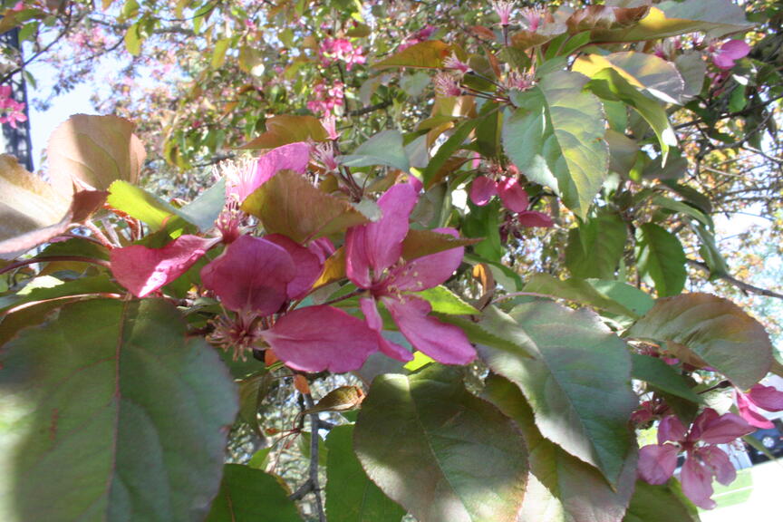 Flower image that used to be too big